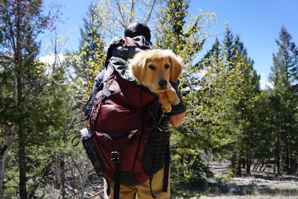 dog bugout kit essentials